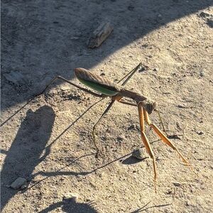 Meet your Posher, Ollie